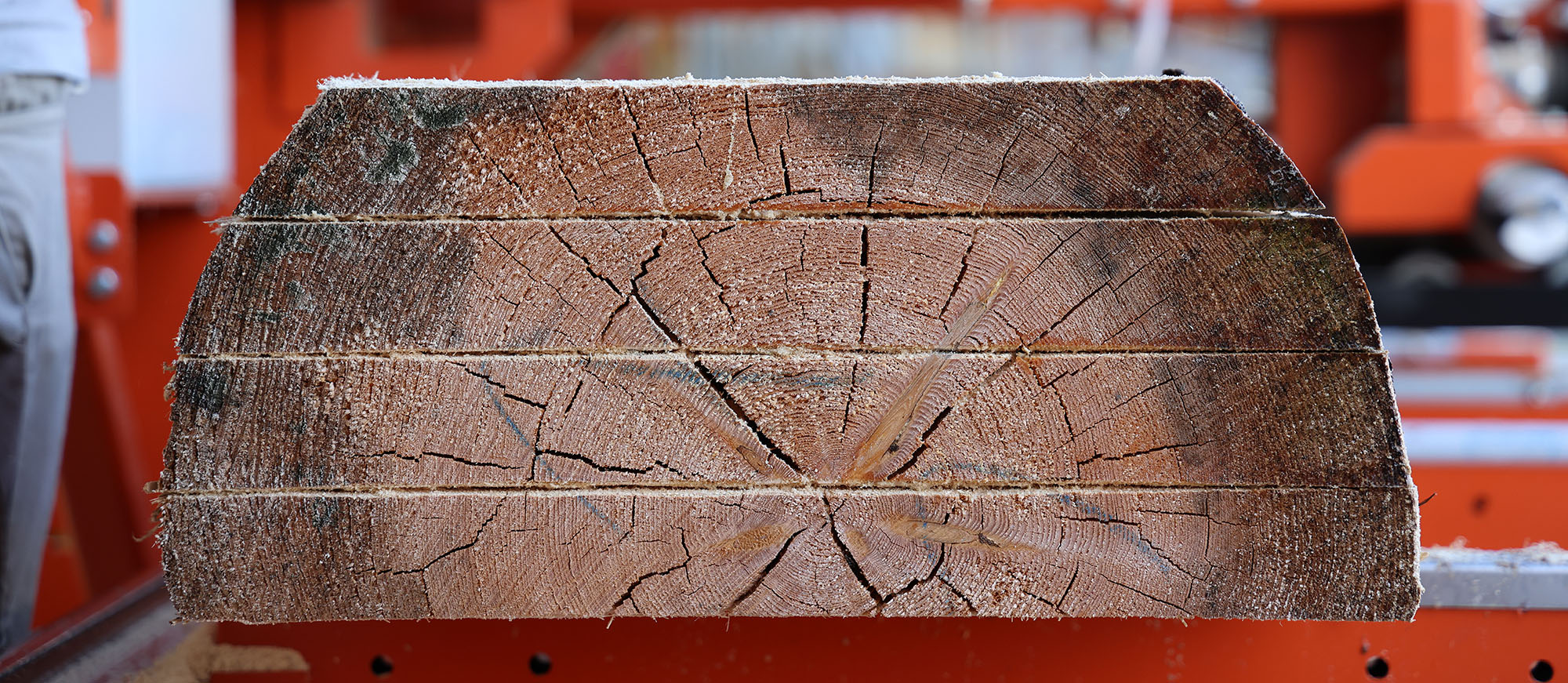 Baumstamm Querschnitt geschnittenes Holz